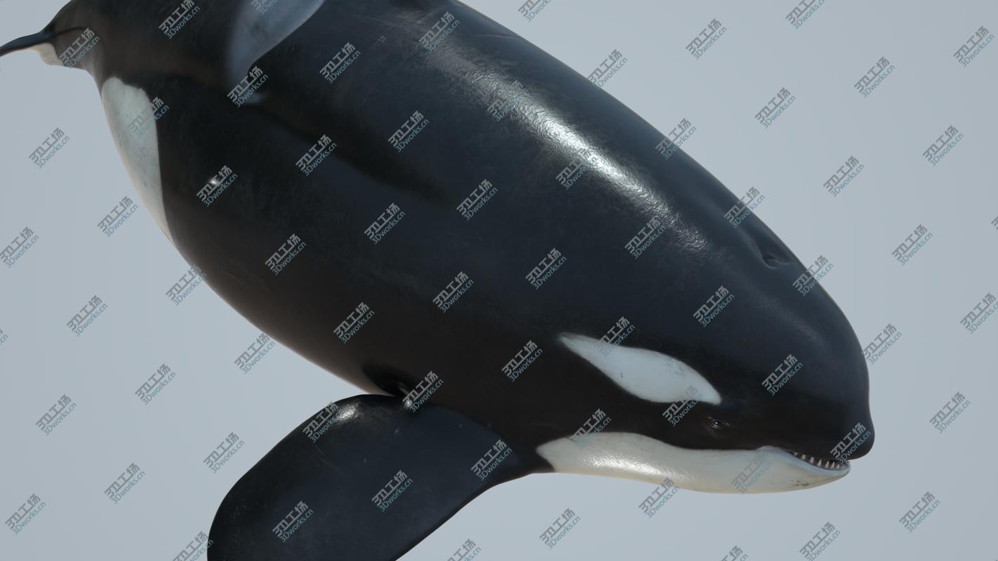 images/goods_img/20210319/Killer whale rigged and animated for Cinema 4d 3D model/5.jpg